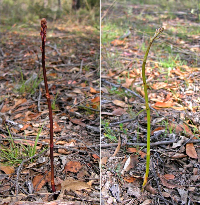 Two types of dipodium orchid