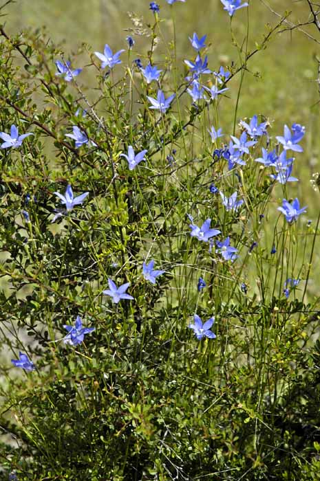 Flowers amongst the blackthorn bush