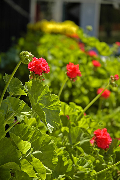 Summer flowering 1