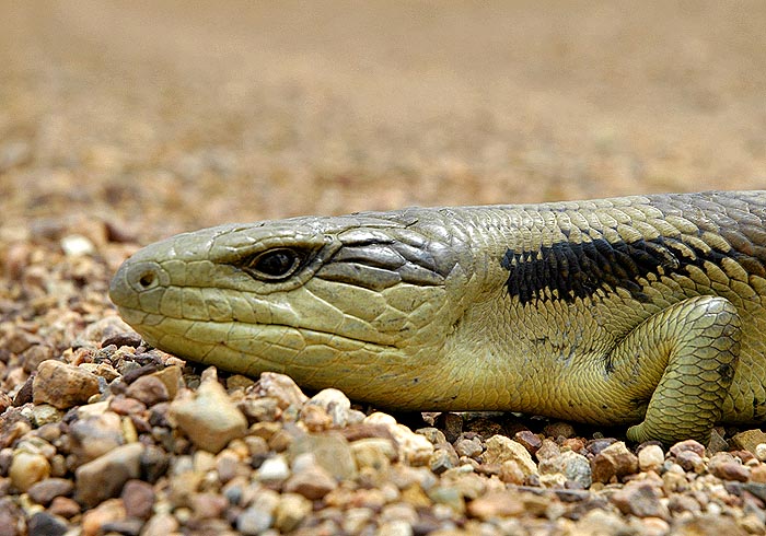 Lizard close-up