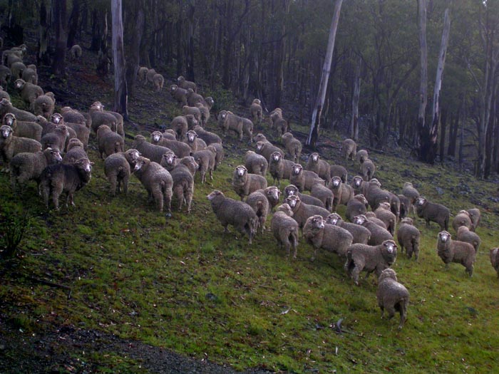 Faces of individual sheep amongst the crowd