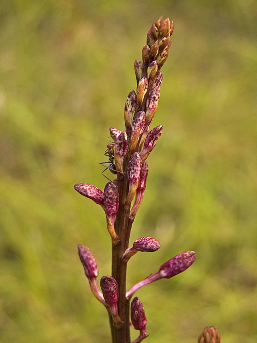 Dipodium flowering