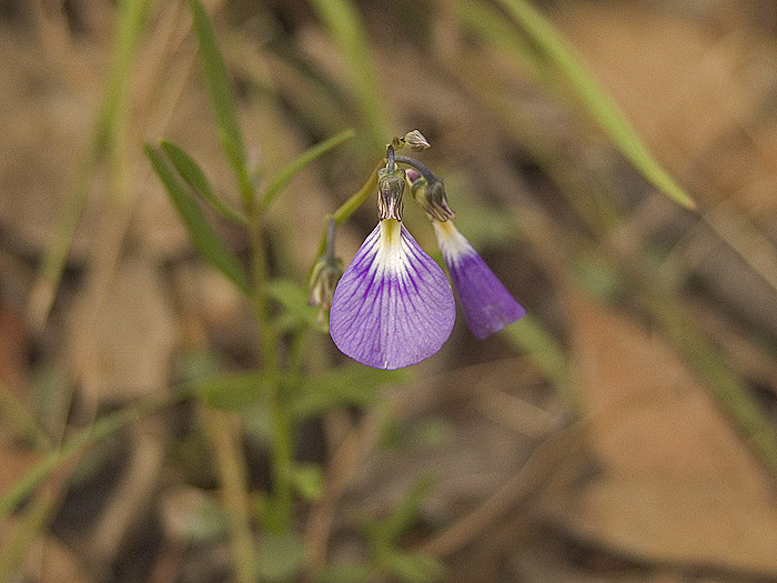Single petalled Hybanthus