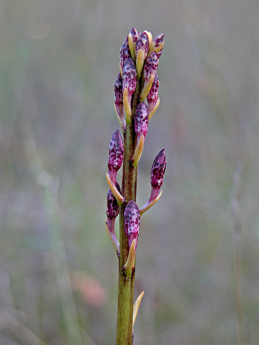 Dipodium flowering 2