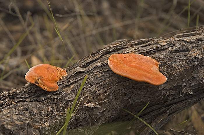 Funghi on dead tree branch