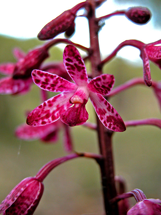 Flower of Dipodium orchid