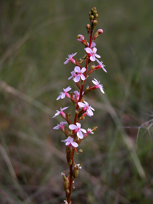 Unknown flower detail
