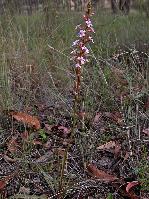 Unknown flower in situ