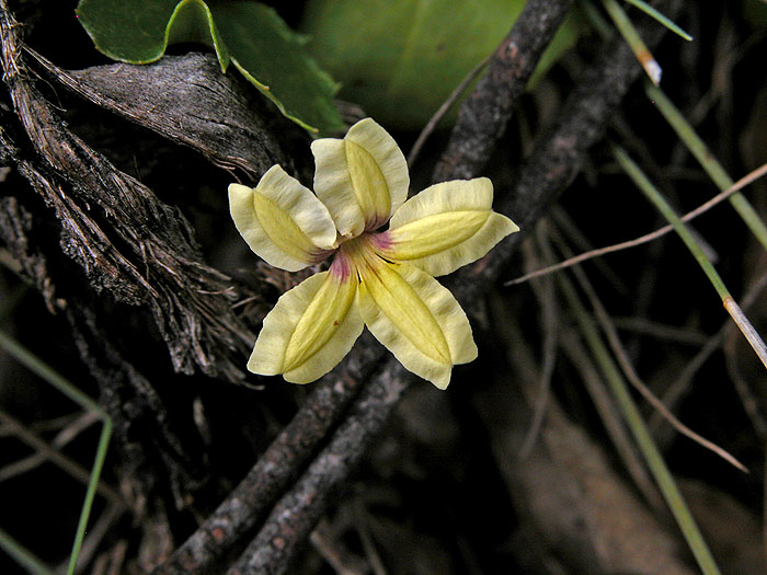 Member of the Goodenia