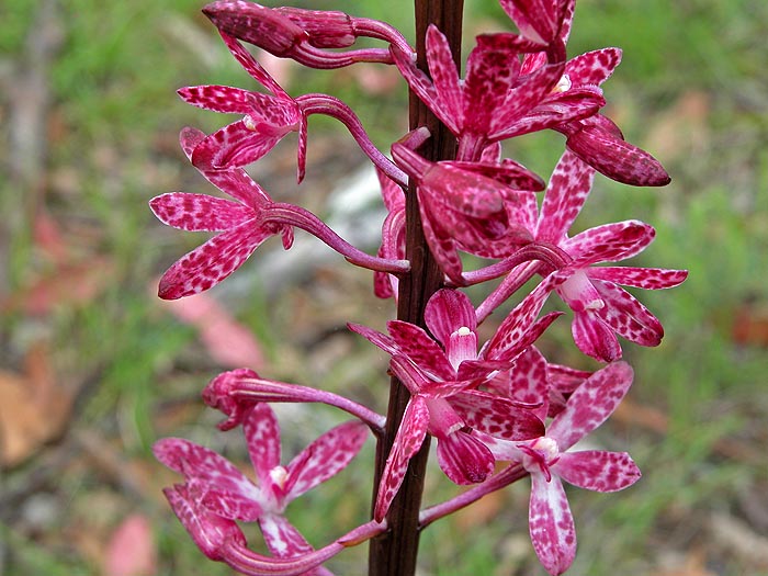 Cluster of flowers of Dipodium orchid