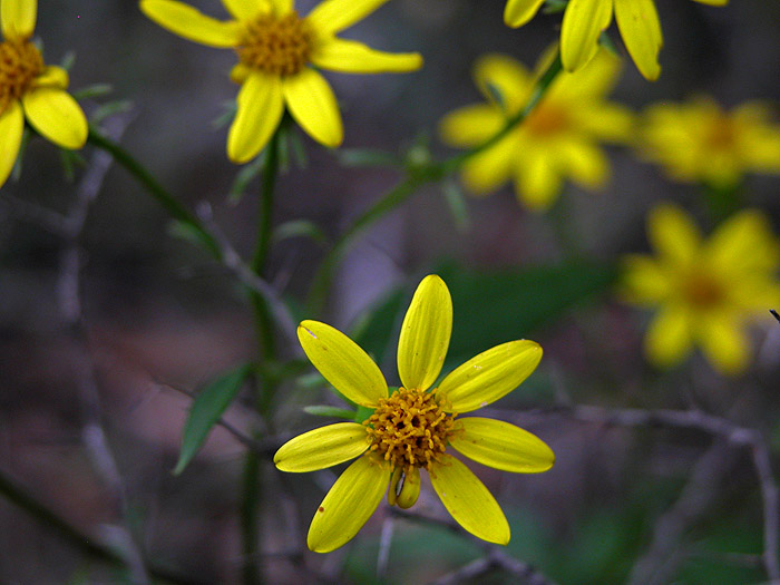 Daisy