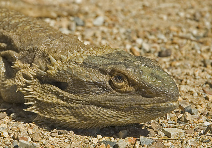 Frilly-necked lizard