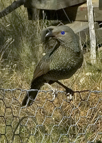 Satin bowerbird
