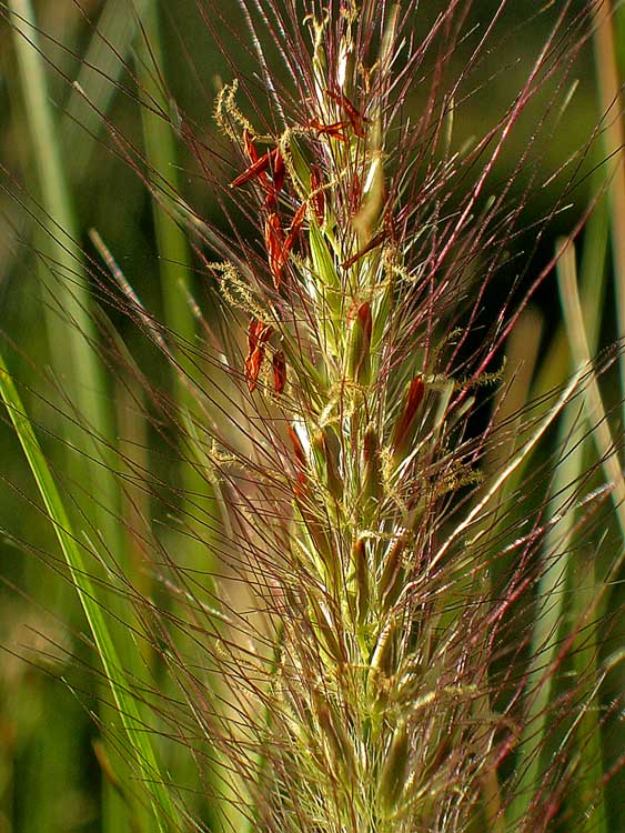 Macro shot of a grass seed-head