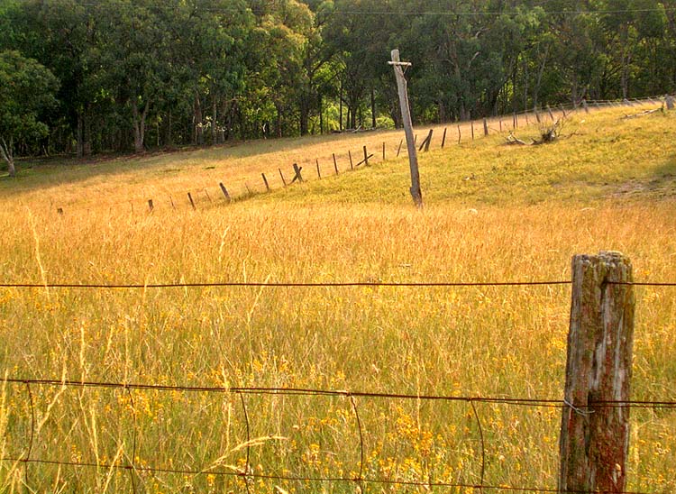 Rural-scape: grassland, fence, old power pole