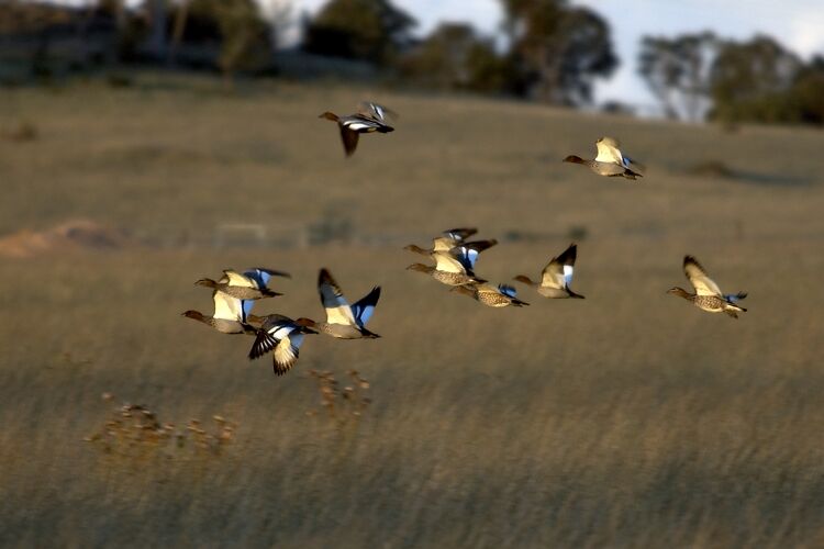 Ducks coming in for a landing