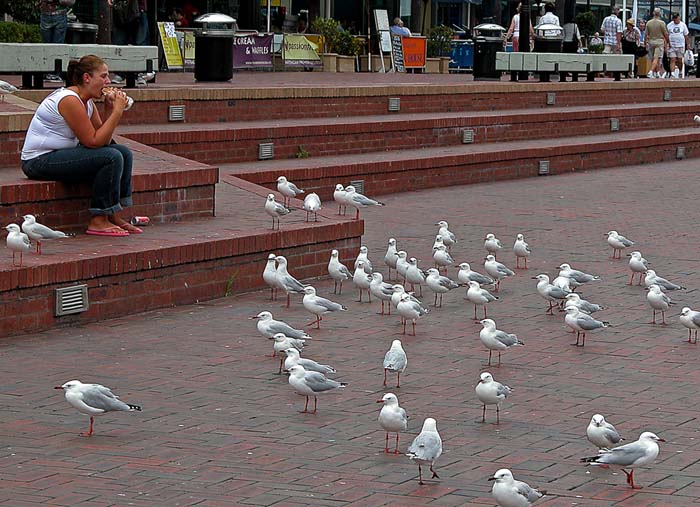 Seagulls waiting to share somebody's lunch