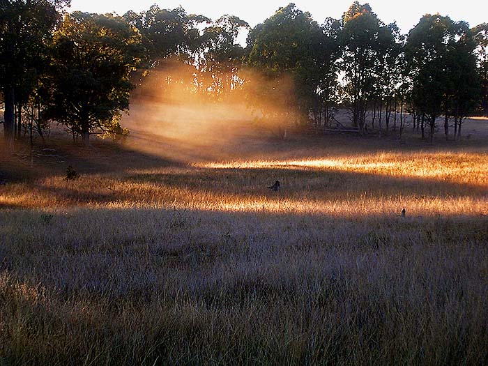 Mist rises like a golden breath