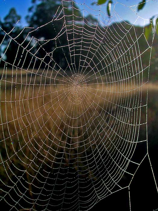 Moisty, post-mist, web