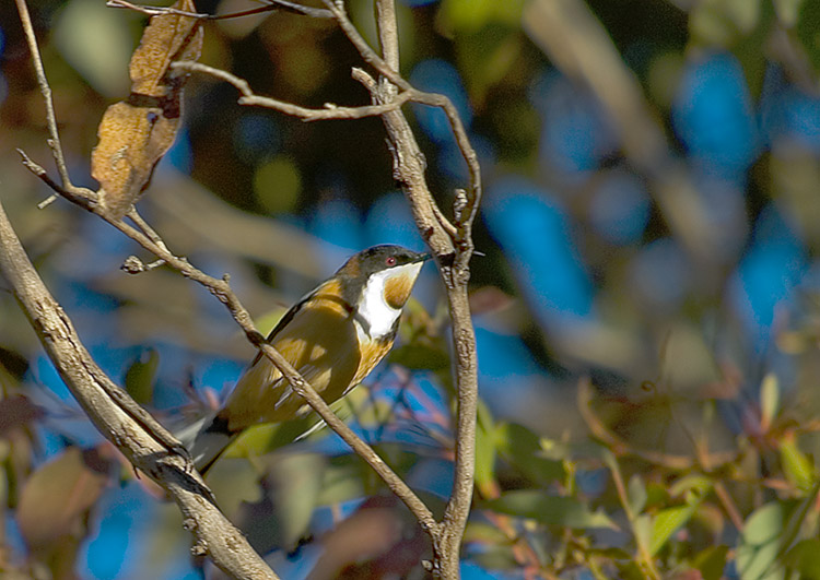 Eastern Spinebill