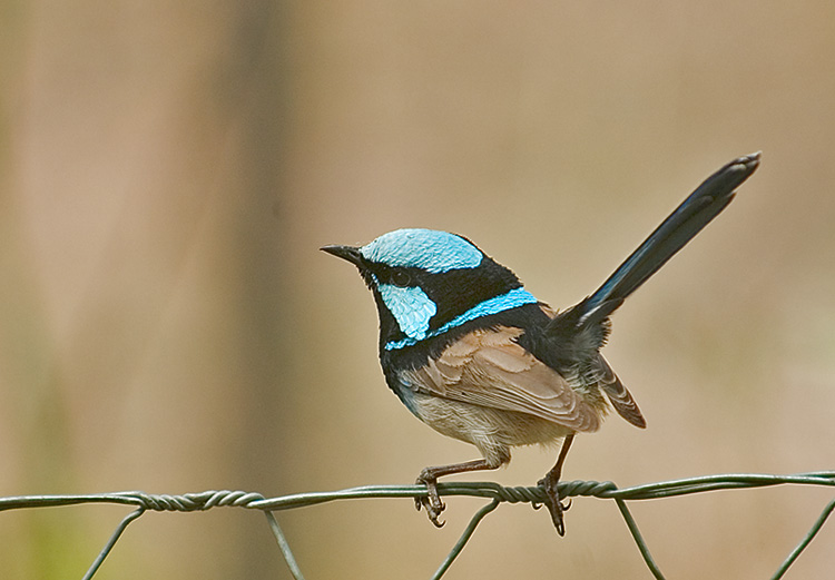 Superb Blue Fairy-Wren