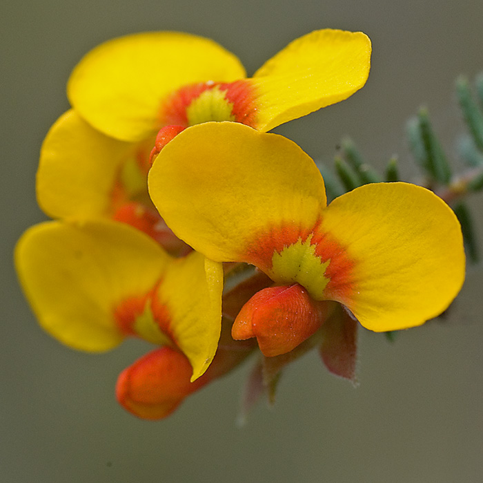 Pea family flowers
