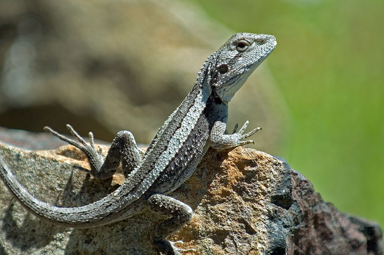 lizard rock crawler