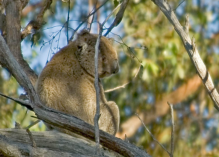 Koala sitting comfortably atop tree