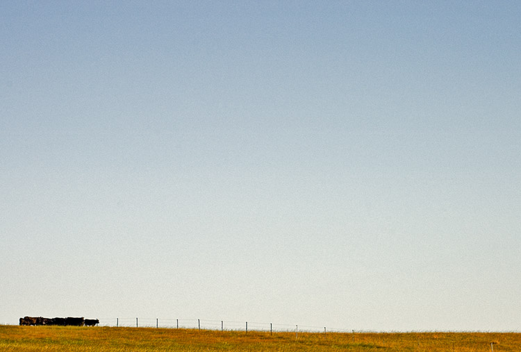 Black cattle under a big sky