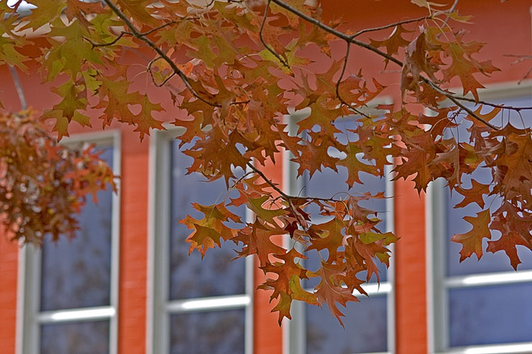 Autumn leaves