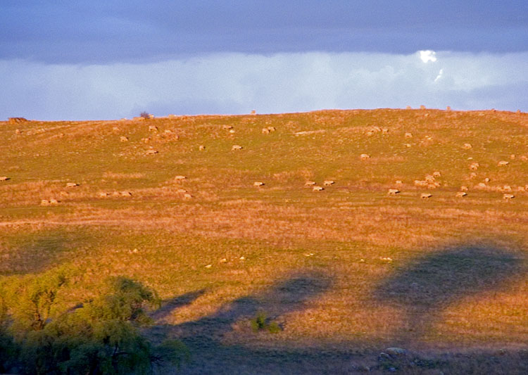 Orange grasses