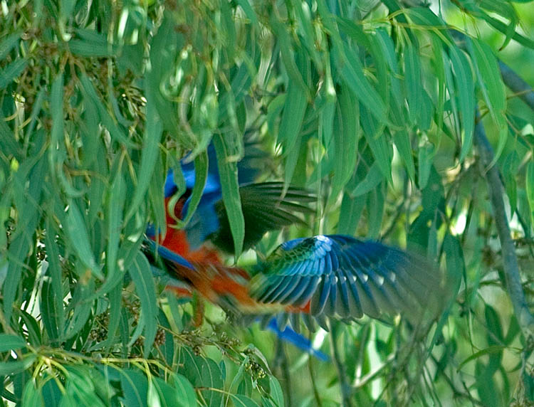 Shy bird