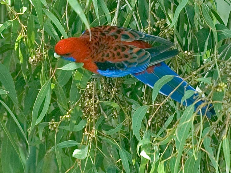 Crimson Rosella