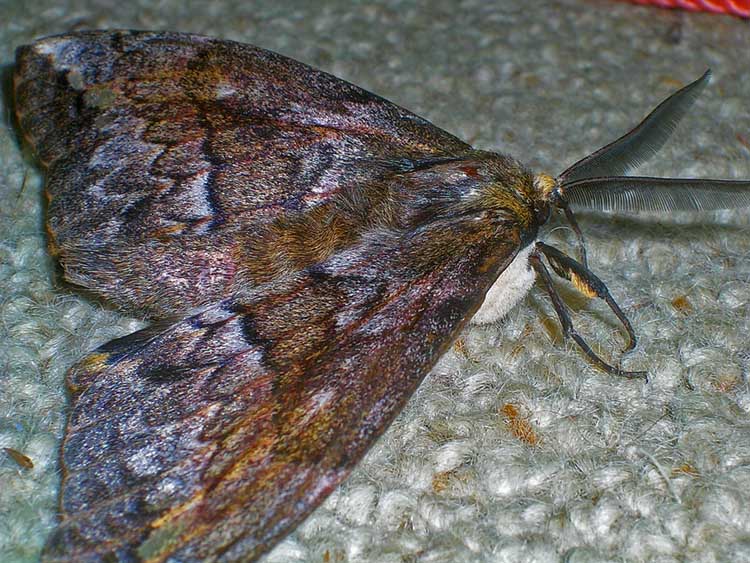 Large moth Large moth