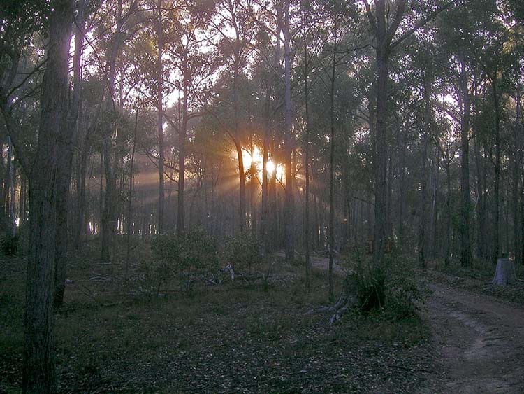 Rising sun through trees