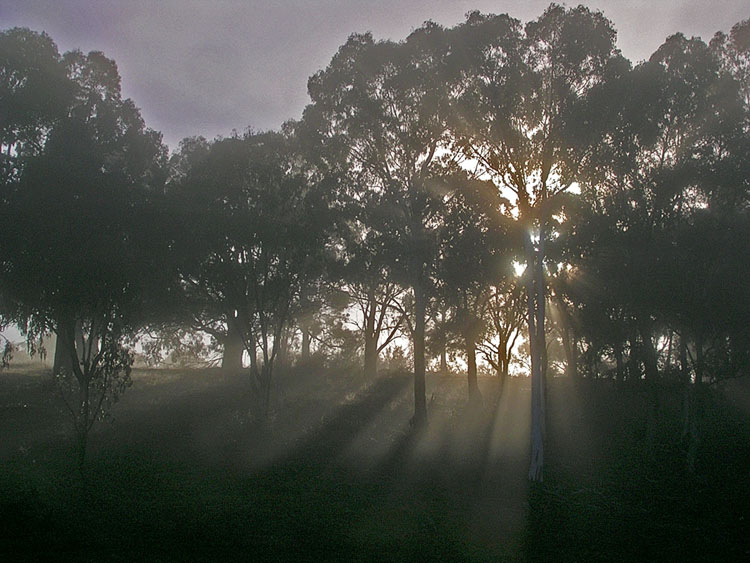 Mist, backlit