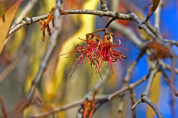 Winter flower: mistletoe