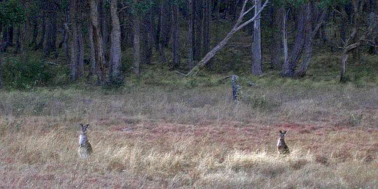Woodland creatures