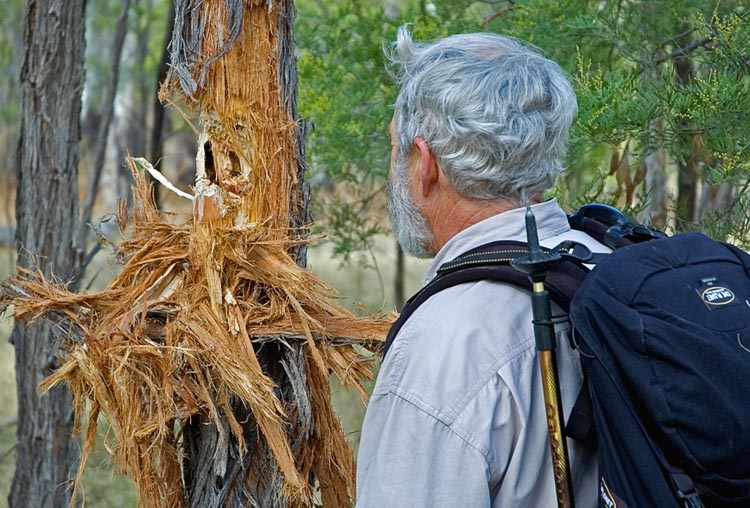 Cockatoo damaged trees