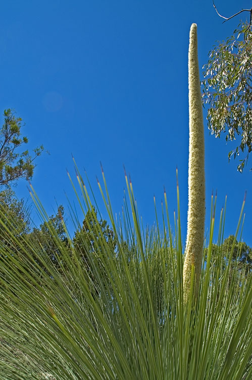 Grass tree in flower Grass tree in flower
