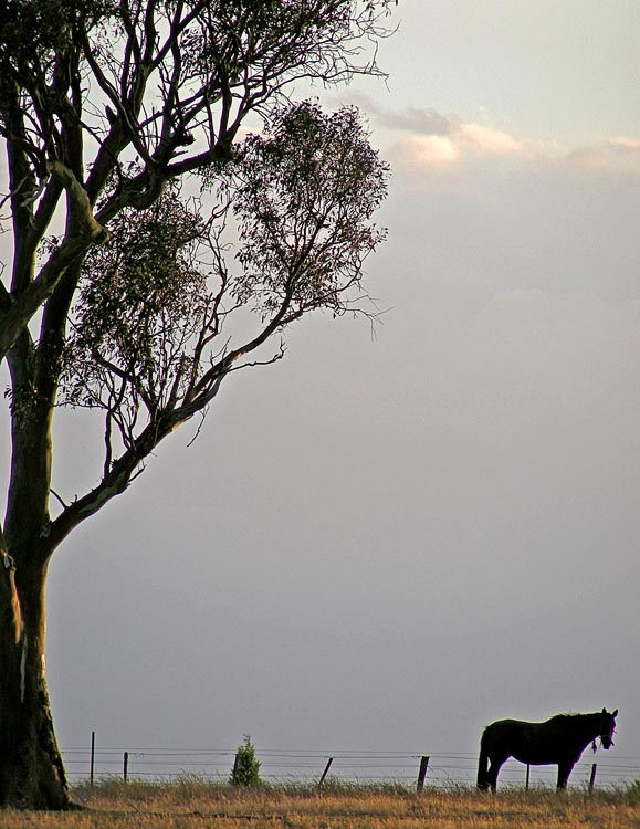 Tree and horse Tree and horse