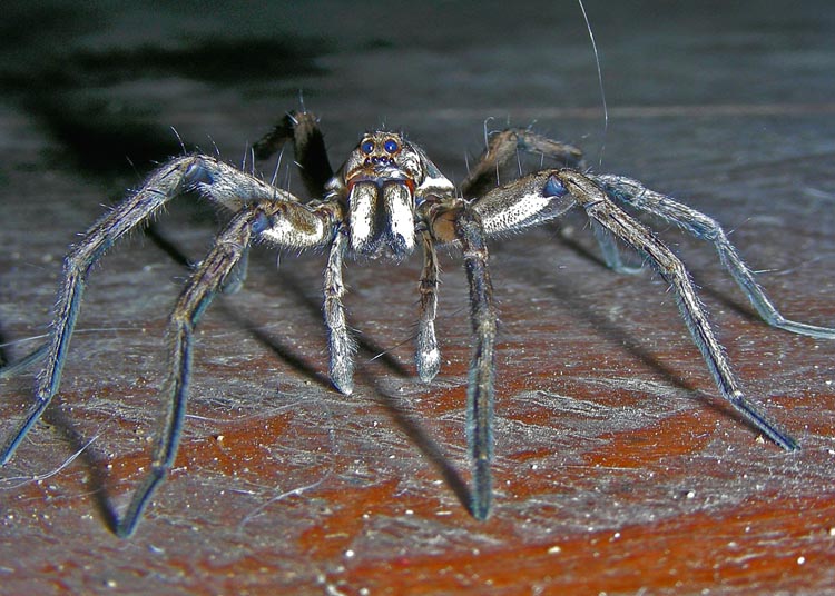 Wolf spider