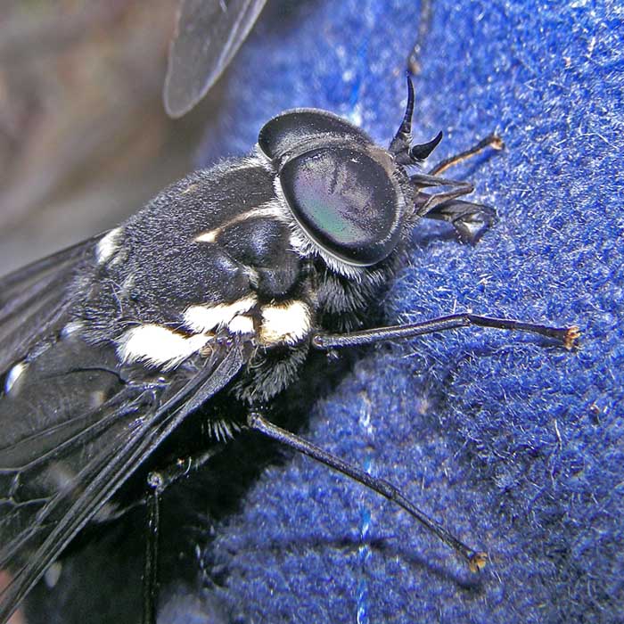 Bloodsucking fly