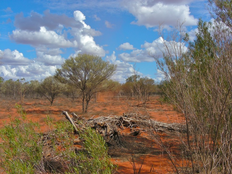 landscape bush