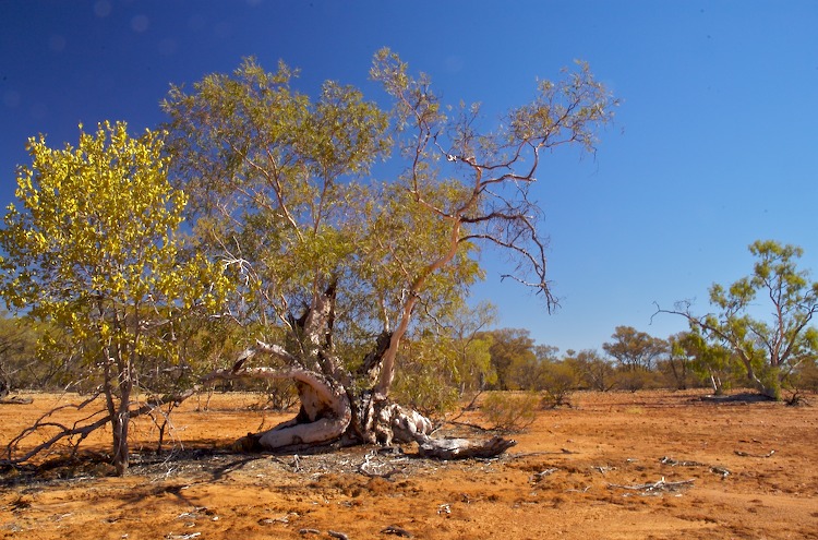 landscape bush