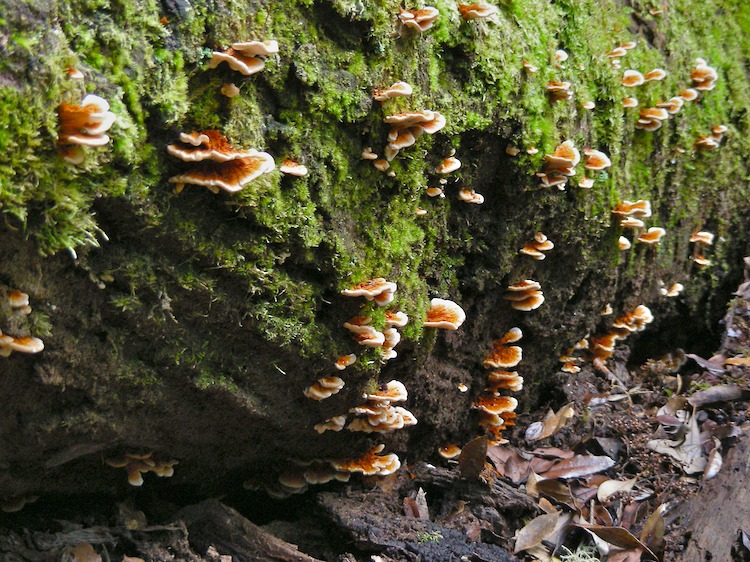 Fungi Moss