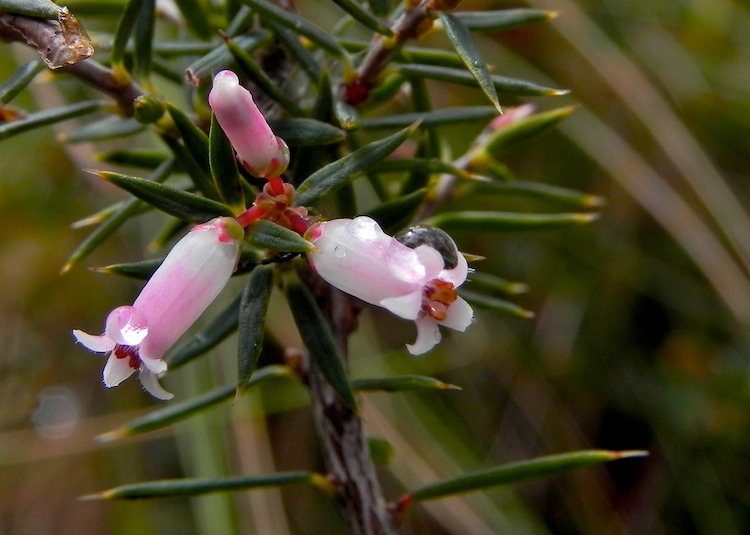 Heaths Plant