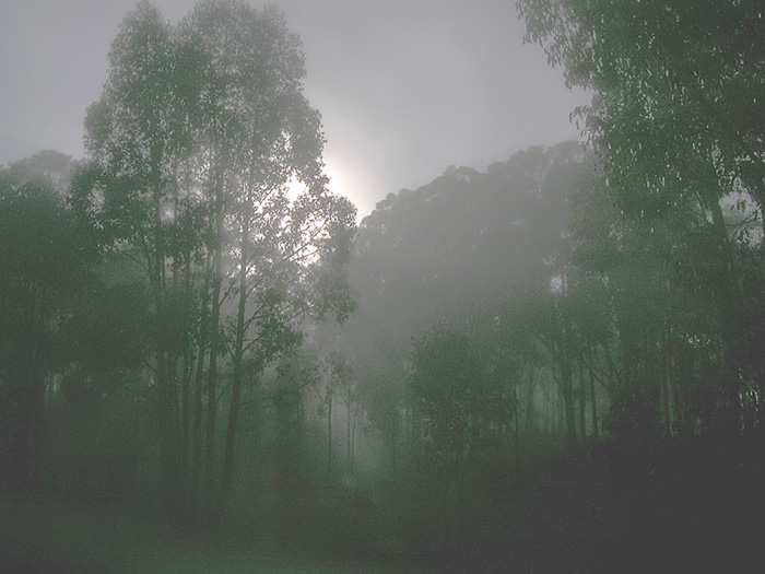 Morning light creeping through the trees