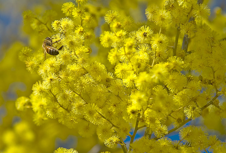 Bee on wattle lookANDsee