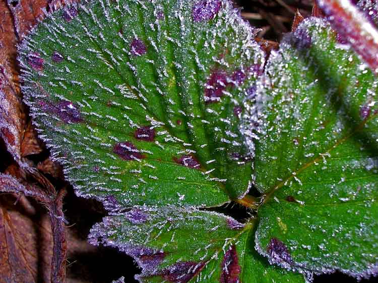 Frosted strawberry leaf lookANDsee